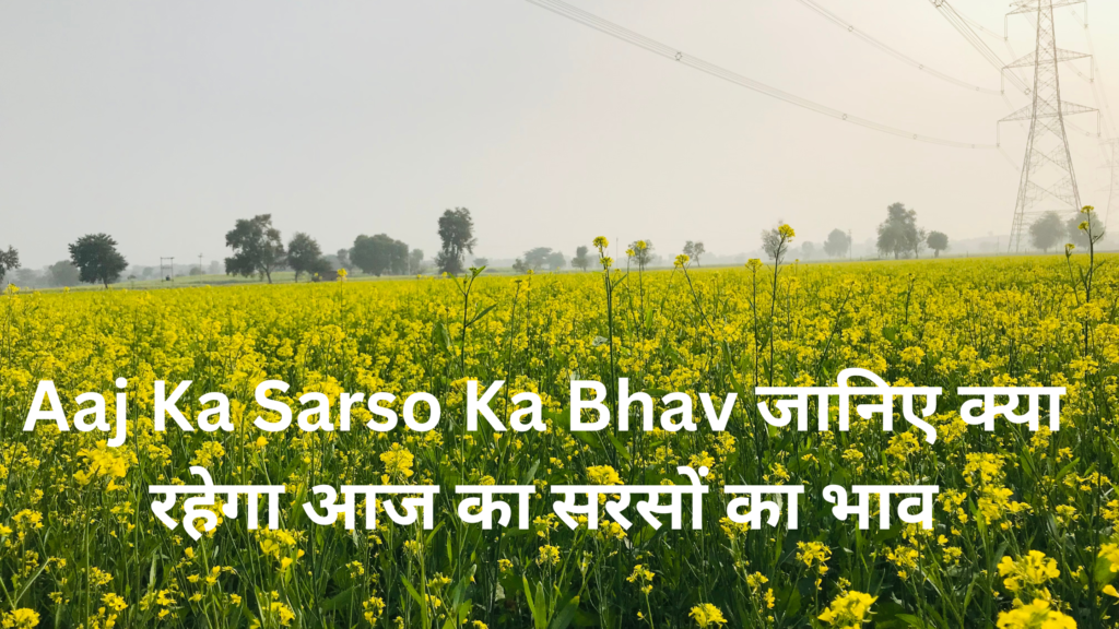 Aaj Ka Sarso Ka Bhav जानिए क्या रहेगा आज का सरसों का भाव